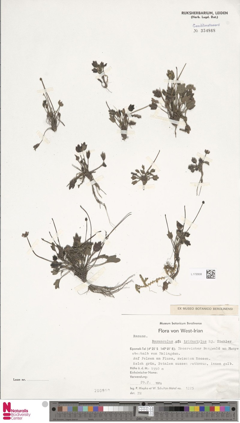 Ranunculus tridactylus