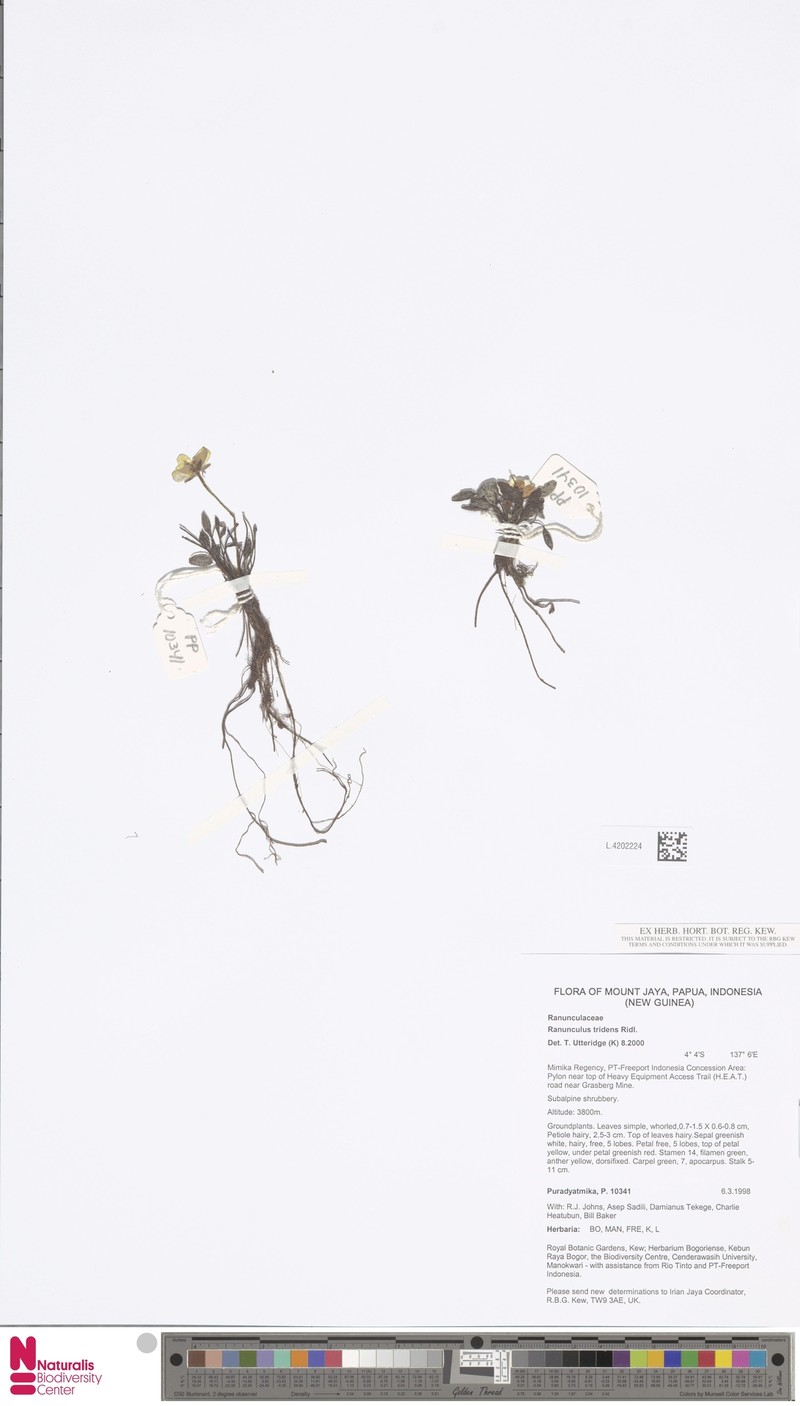 Ranunculus tridens