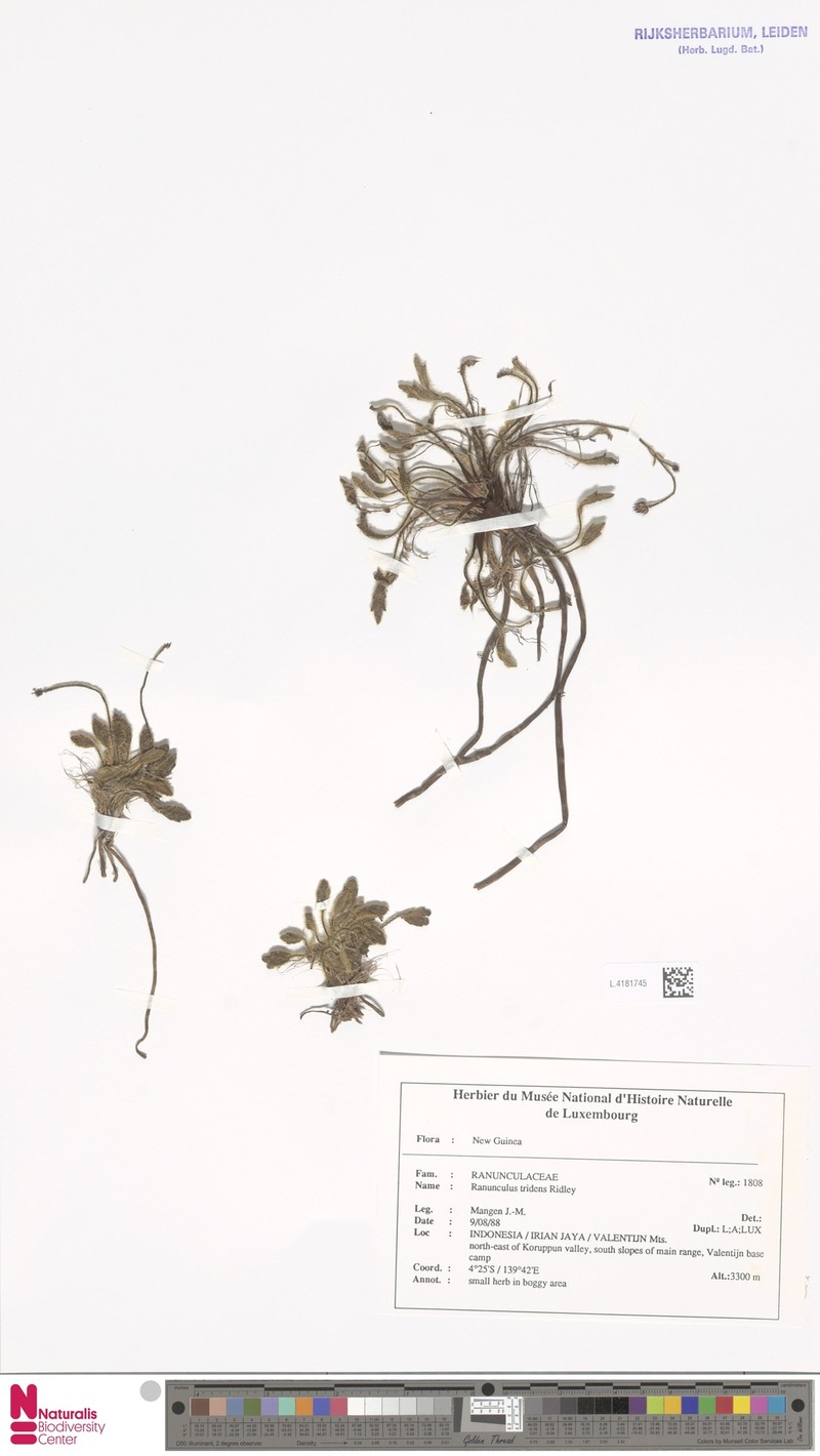 Ranunculus tridens photo 3