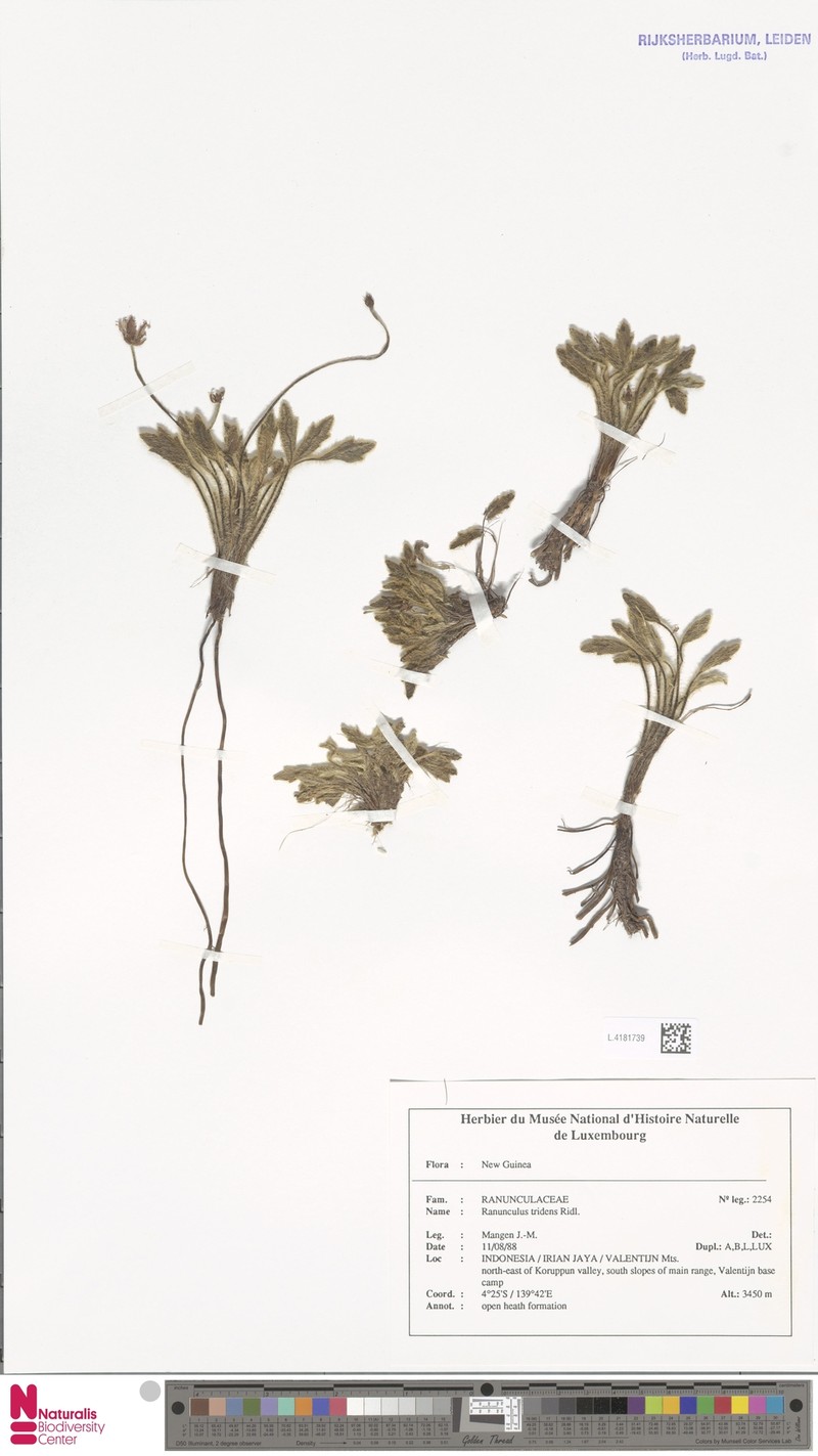 Ranunculus tridens photo 4