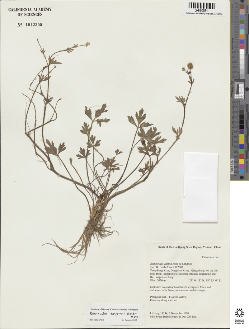 Ranunculus trigonus