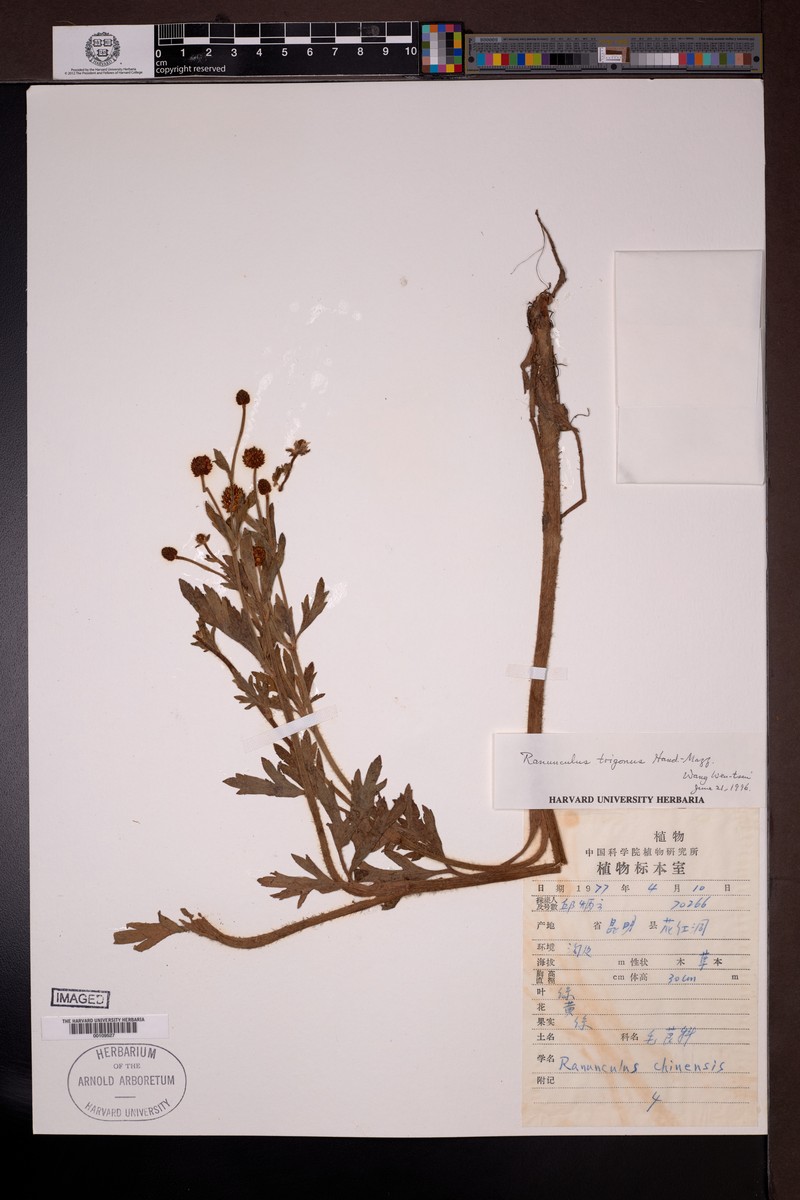 Ranunculus trigonus photo 2
