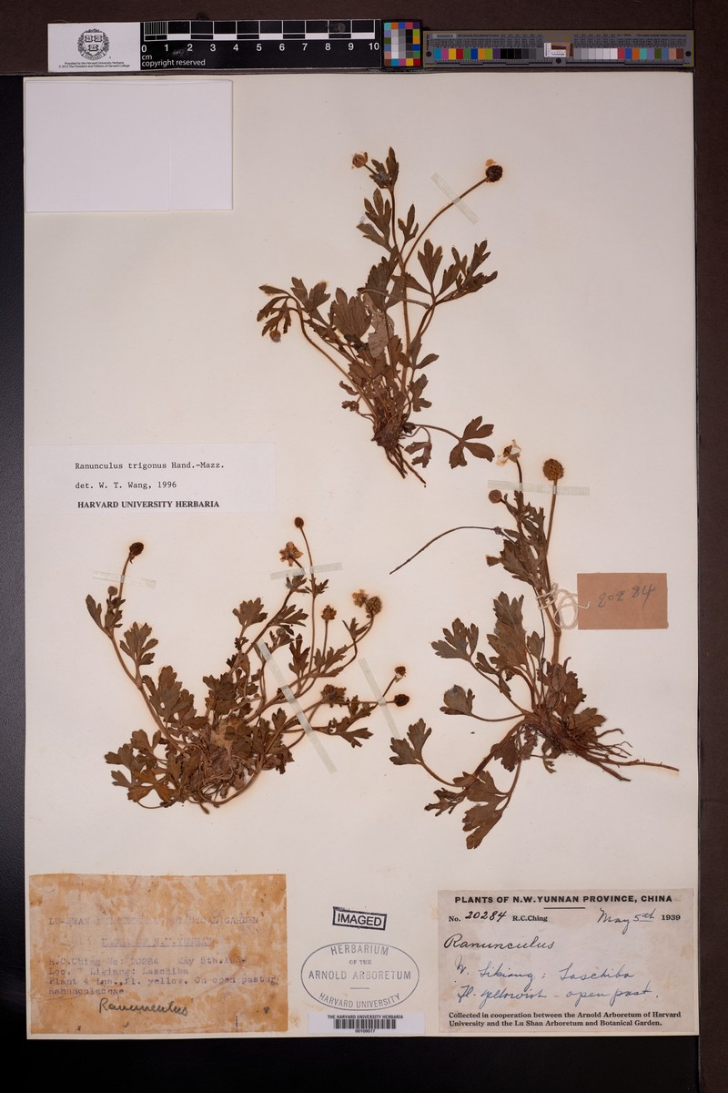Ranunculus trigonus photo 3