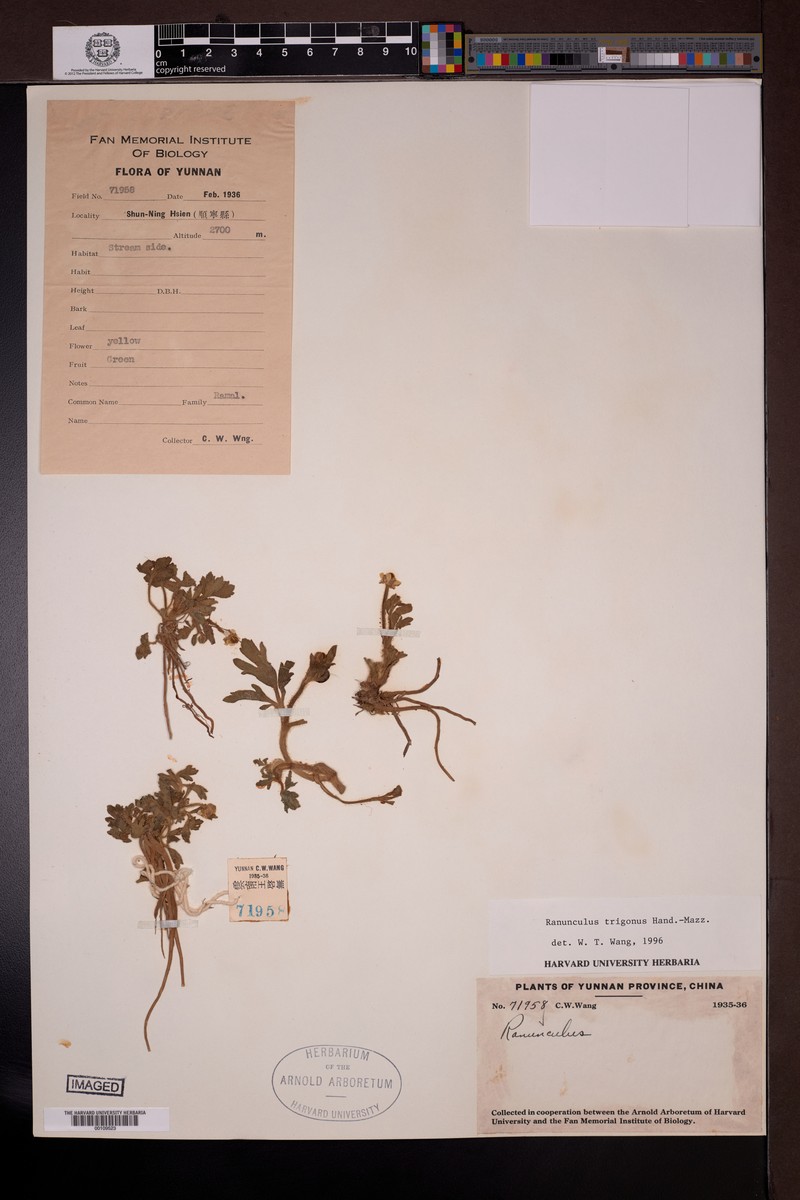 Ranunculus trigonus photo 4