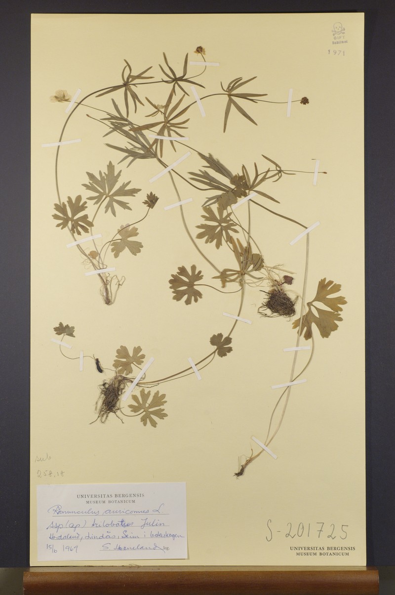 Ranunculus trilobulatus