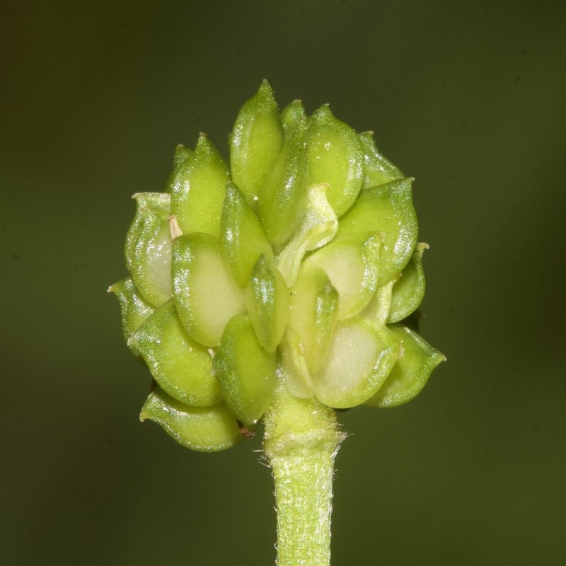 Threelobe Buttercup photo 5