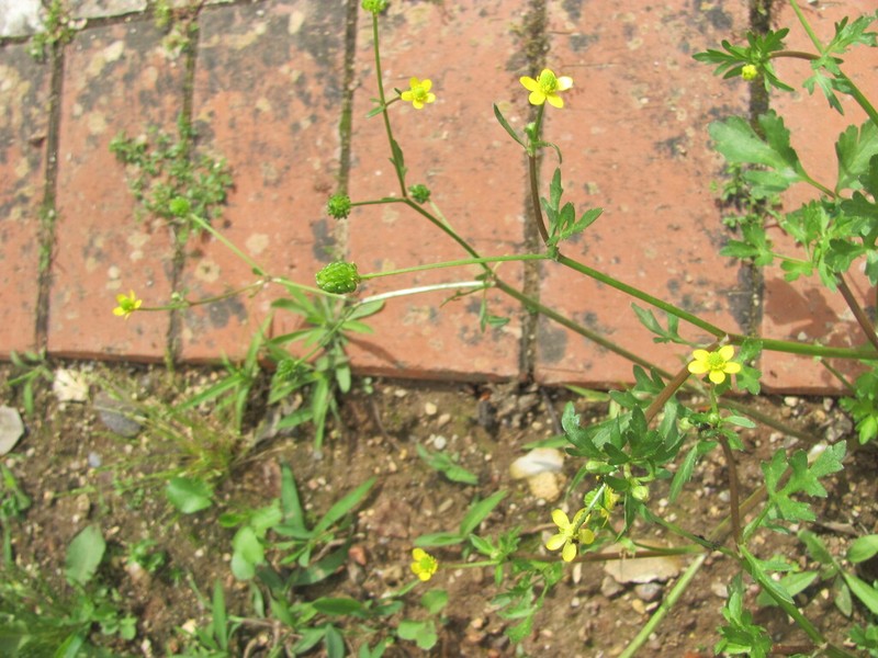 Threelobe Buttercup photo 6