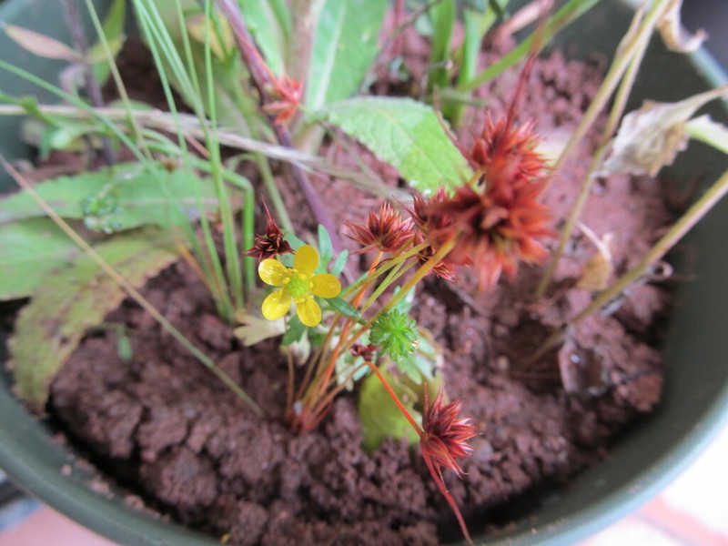 Threelobe Buttercup photo 7