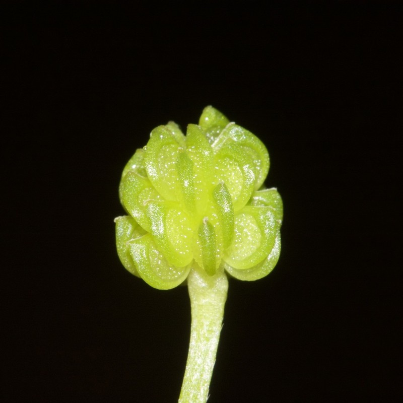 Threelobe Buttercup photo 8