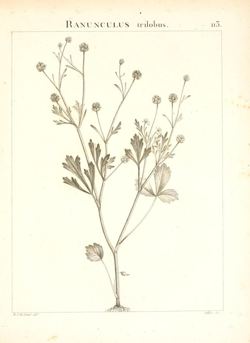 Threelobe Buttercup