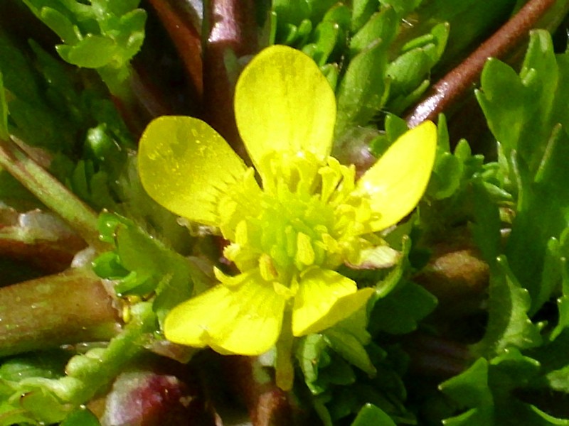 Threelobe Buttercup