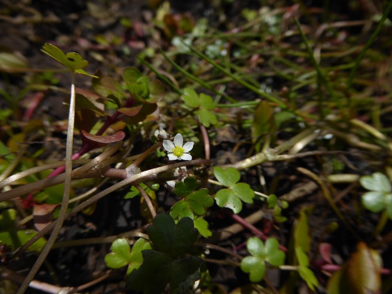 Ranunculus tripartitus