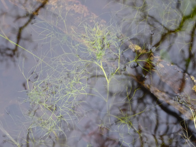 Ranunculus tripartitus photo 2