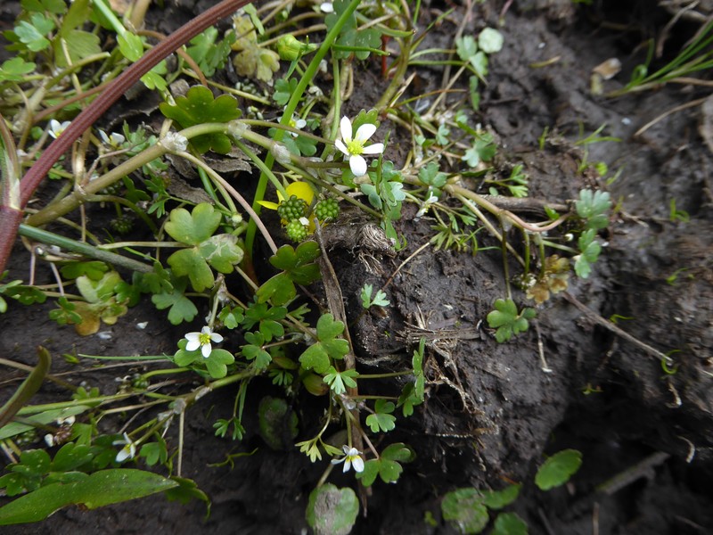 Ranunculus tripartitus photo 3