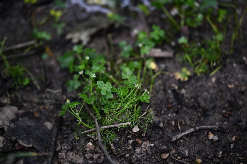 Ranunculus tripartitus photo 4