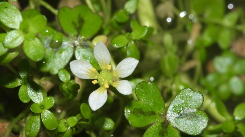 Ranunculus tripartitus photo 5