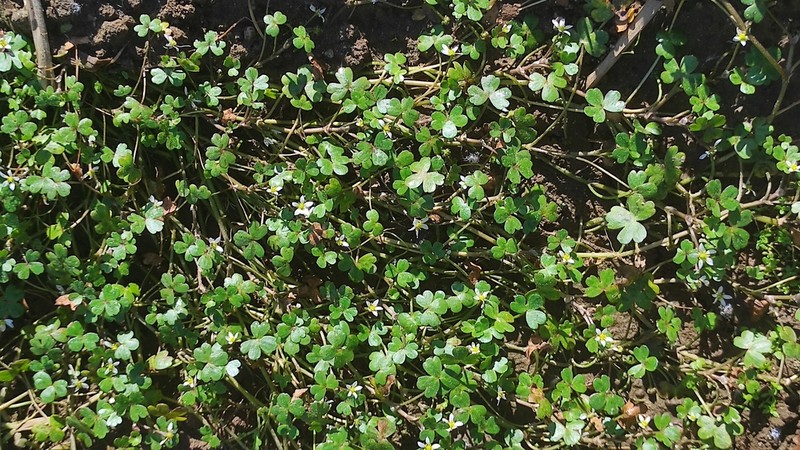 Ranunculus tripartitus photo 6