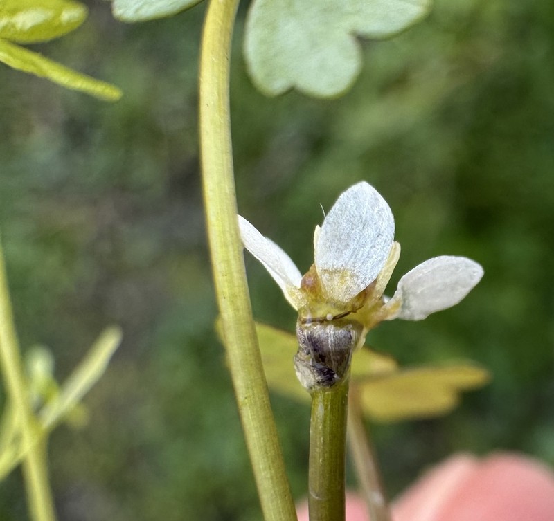 Ranunculus tripartitus photo 7