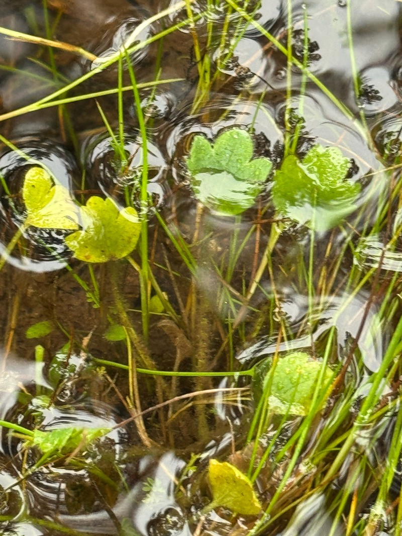 Ranunculus triplodontus