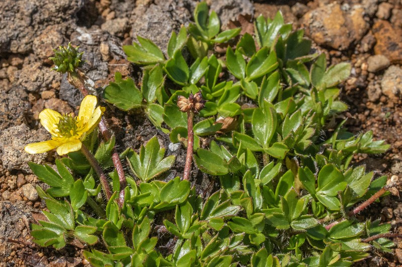 Ranunculus triplodontus photo 2