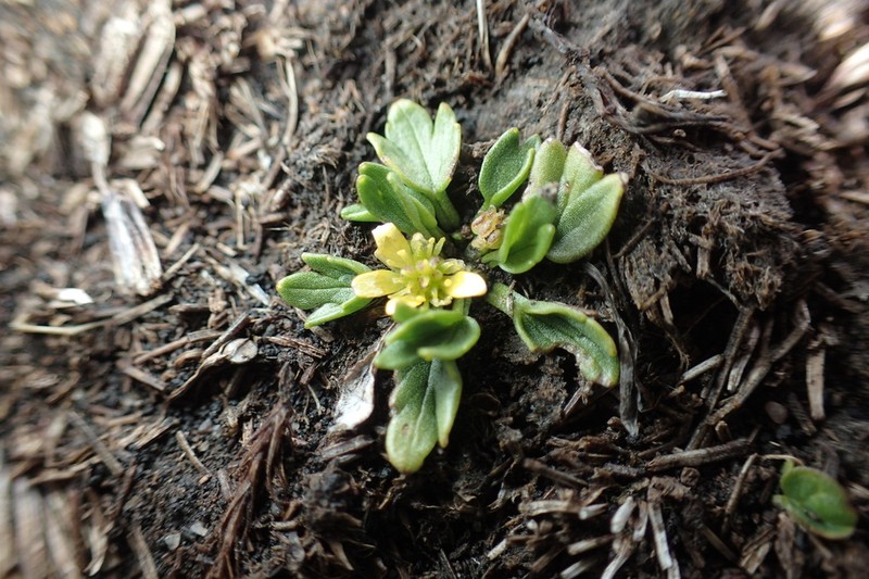 Ranunculus triplodontus photo 3