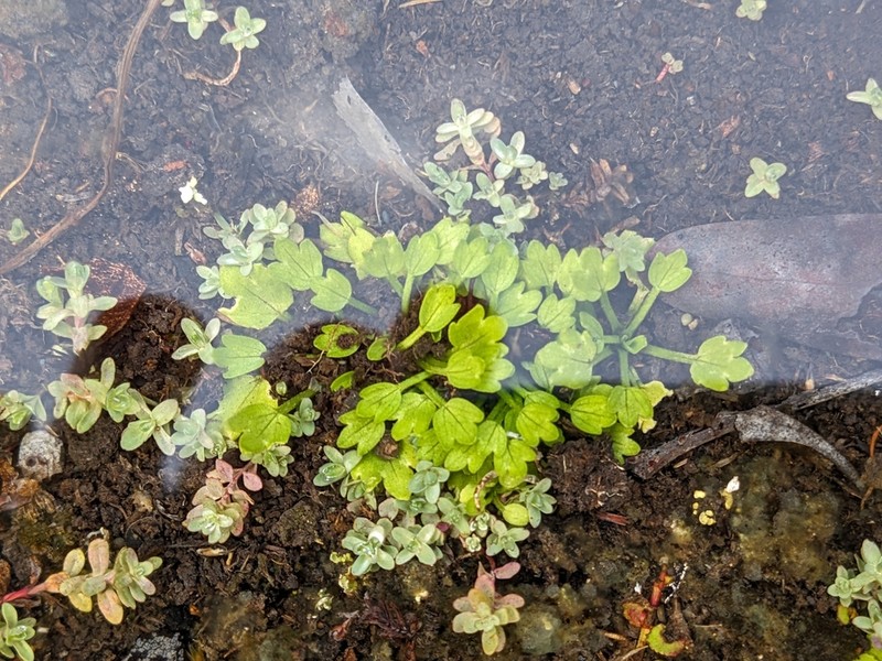Ranunculus triplodontus photo 5