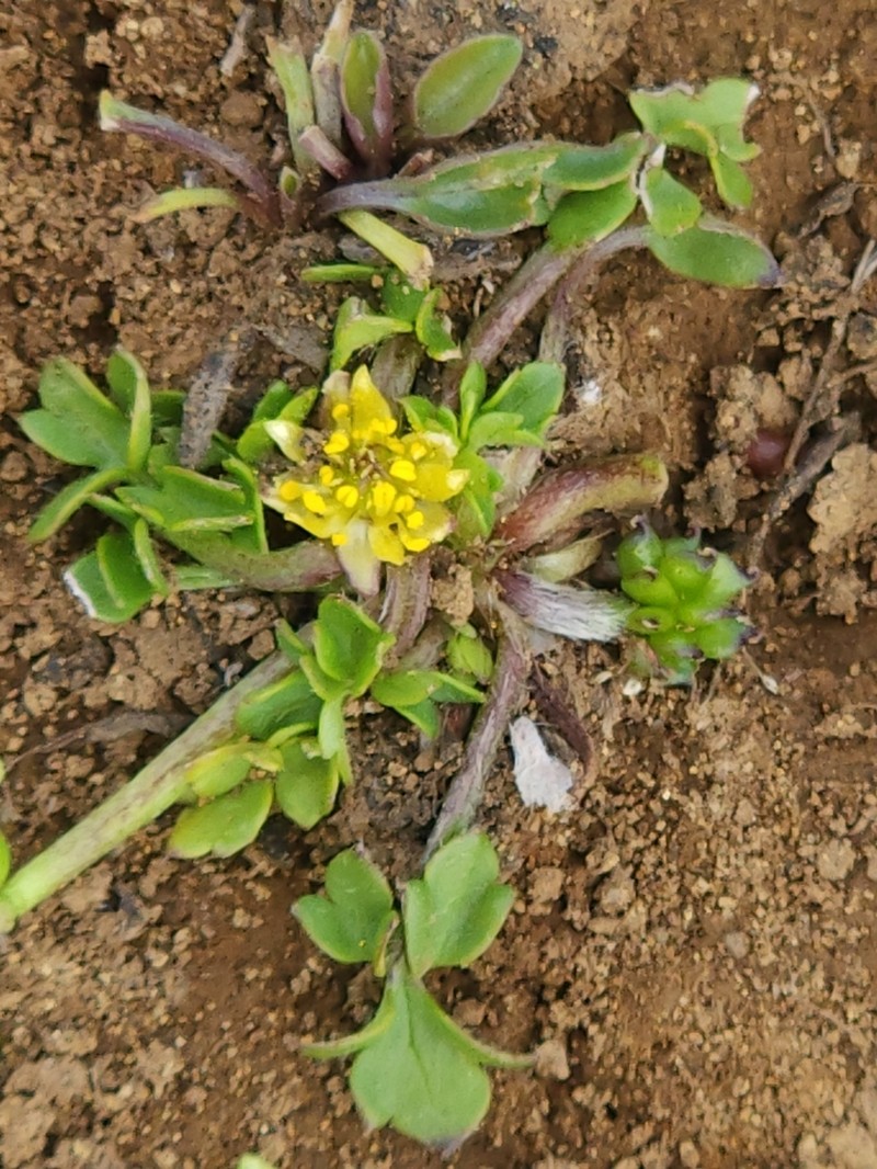 Ranunculus triplodontus photo 6