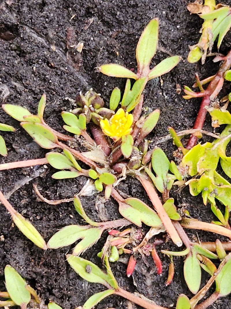 Ranunculus triplodontus photo 7