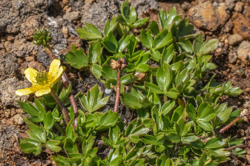 Ranunculus triplodontus photo 8
