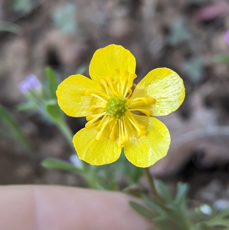 Obscure Buttercup