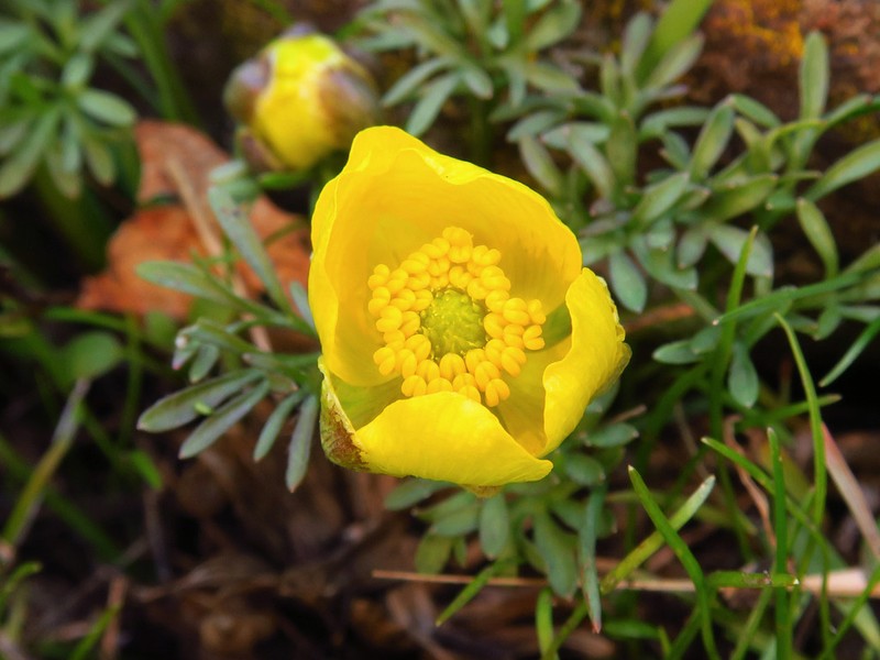 Obscure Buttercup photo 2
