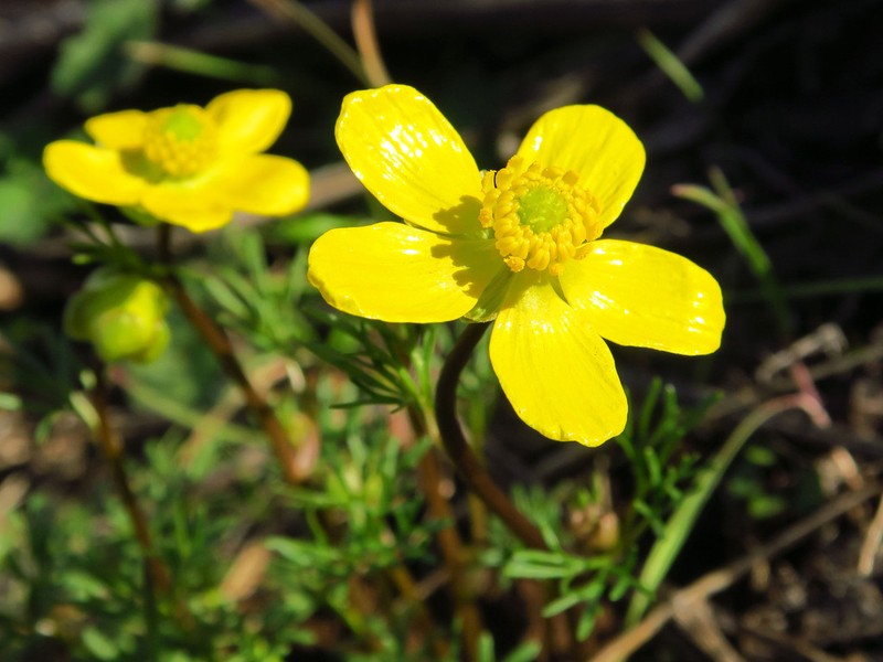 Obscure Buttercup photo 3