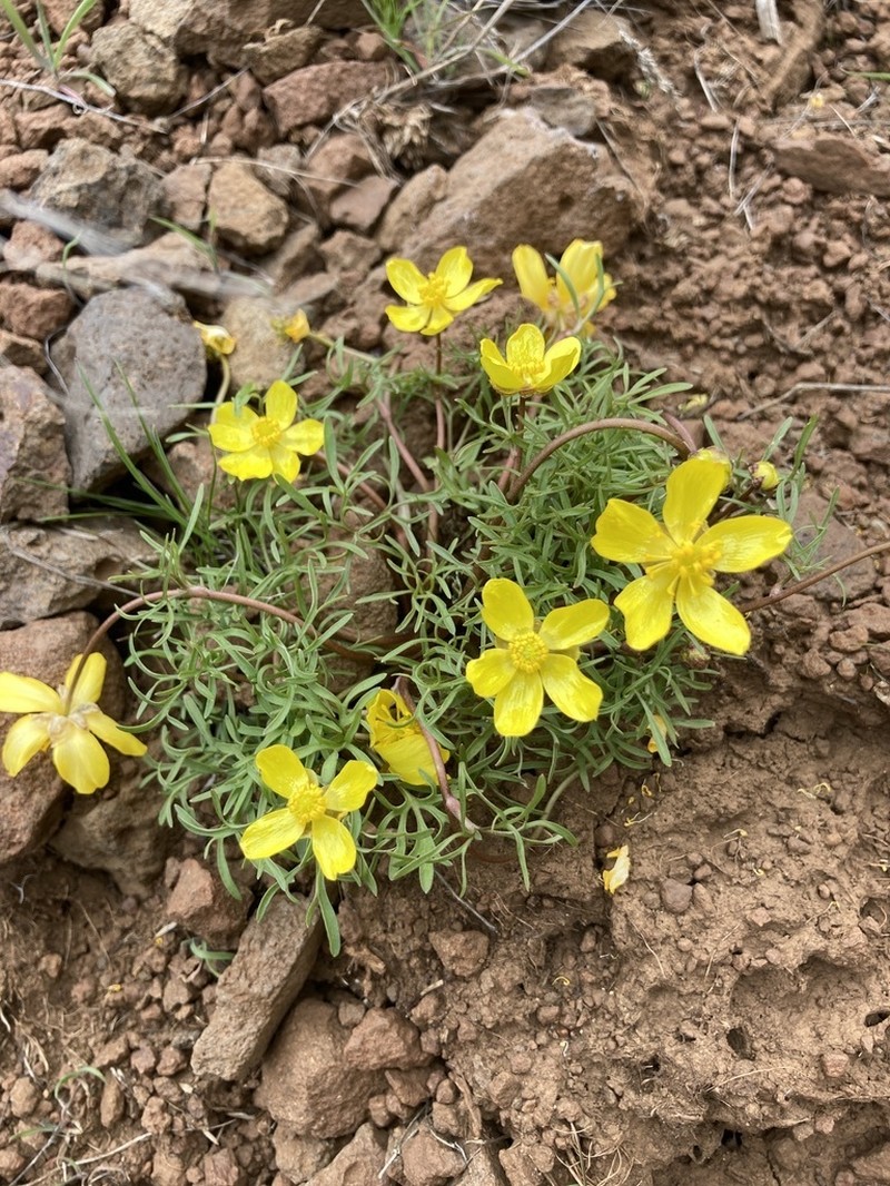 Obscure Buttercup photo 4