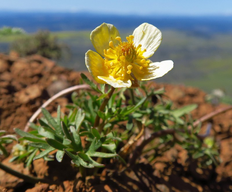 Obscure Buttercup photo 5