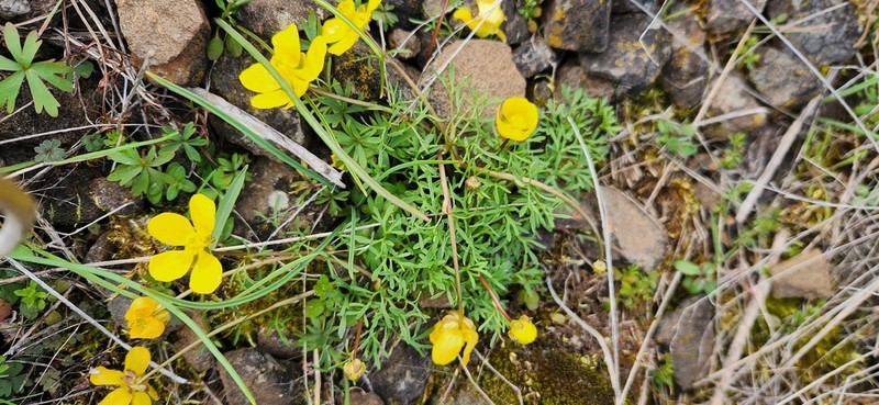 Obscure Buttercup photo 6