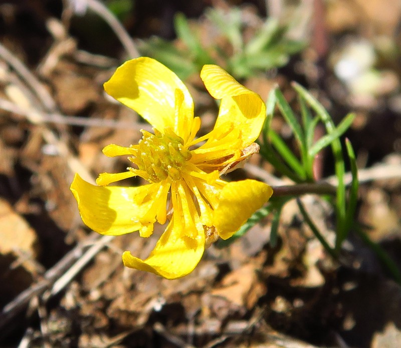 Obscure Buttercup photo 7