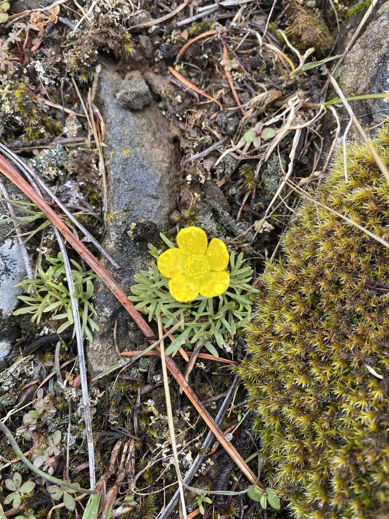 Obscure Buttercup photo 8