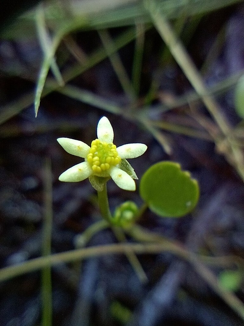 Ranunculus trullifolius