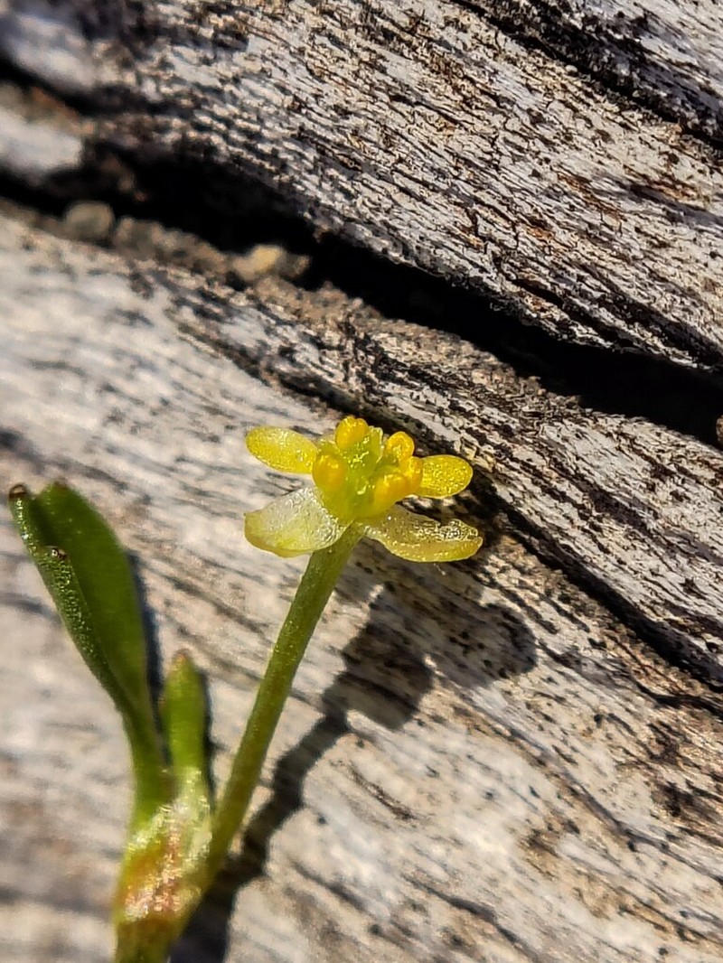 Ranunculus trullifolius photo 2