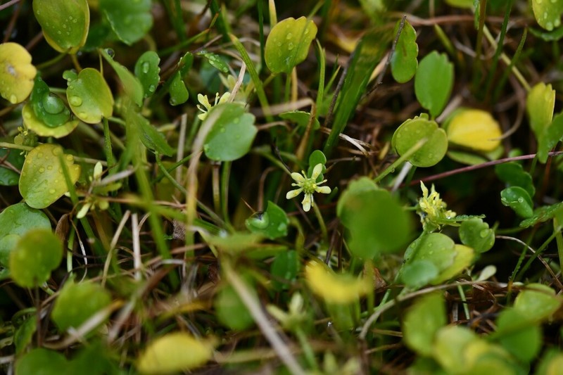 Ranunculus trullifolius photo 3