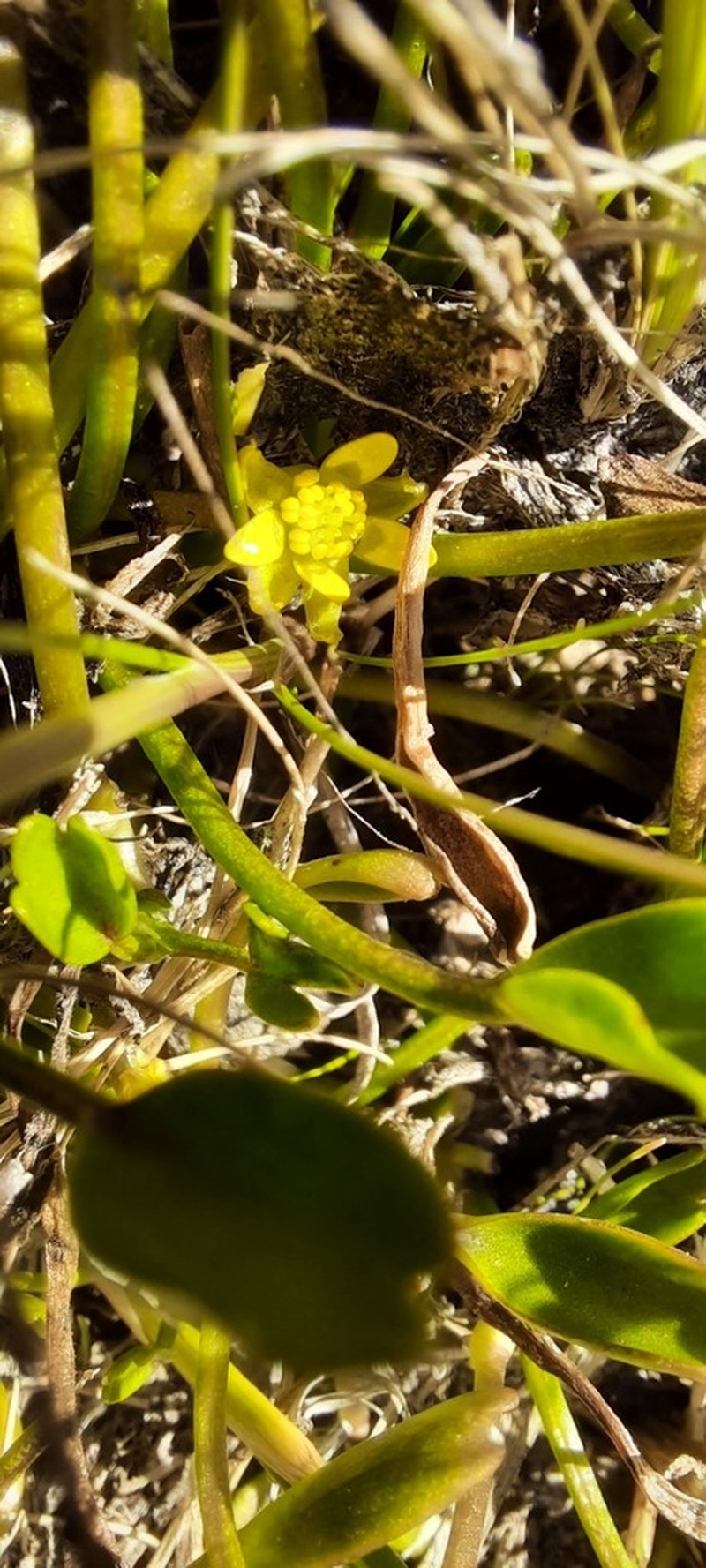 Ranunculus trullifolius photo 4
