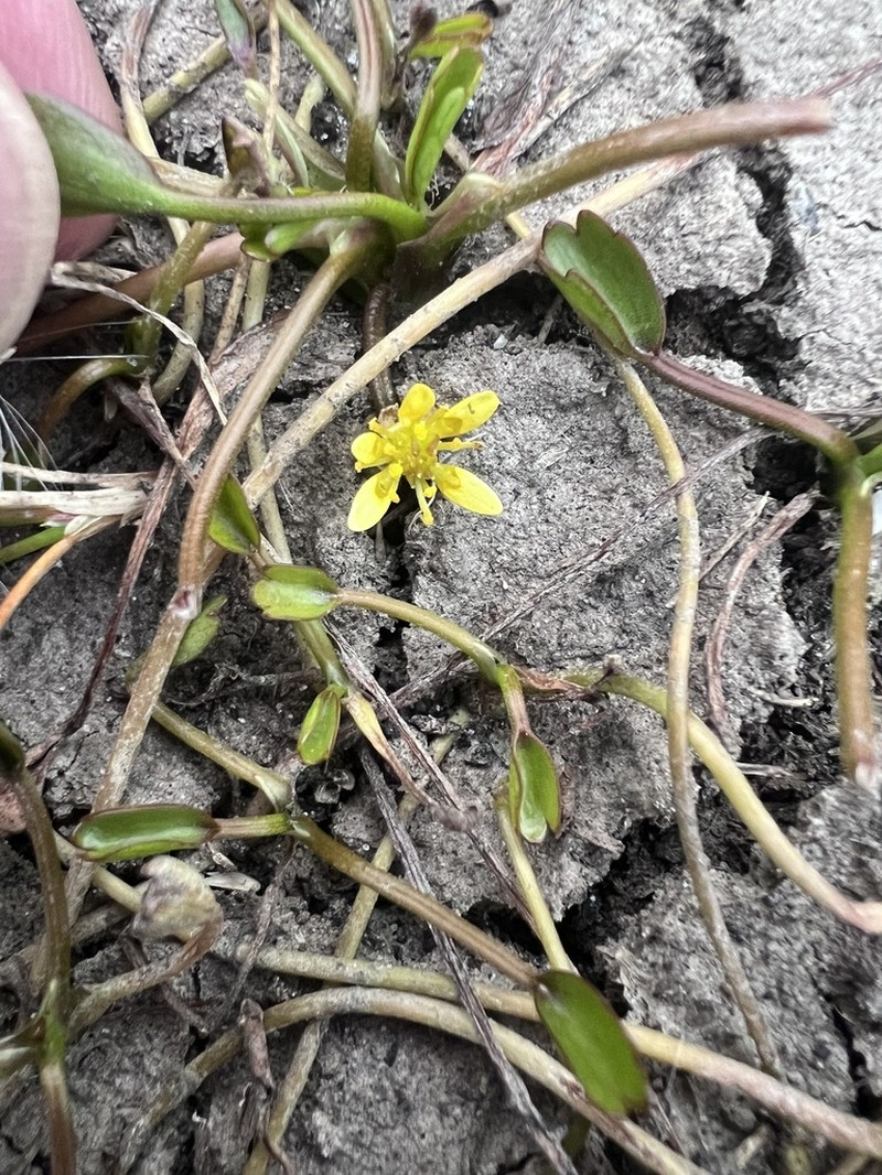 Ranunculus trullifolius photo 5