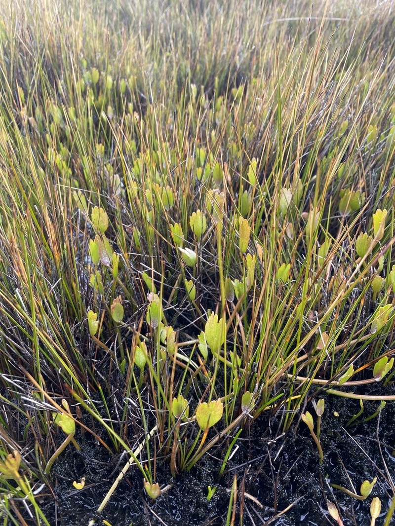 Ranunculus trullifolius photo 6