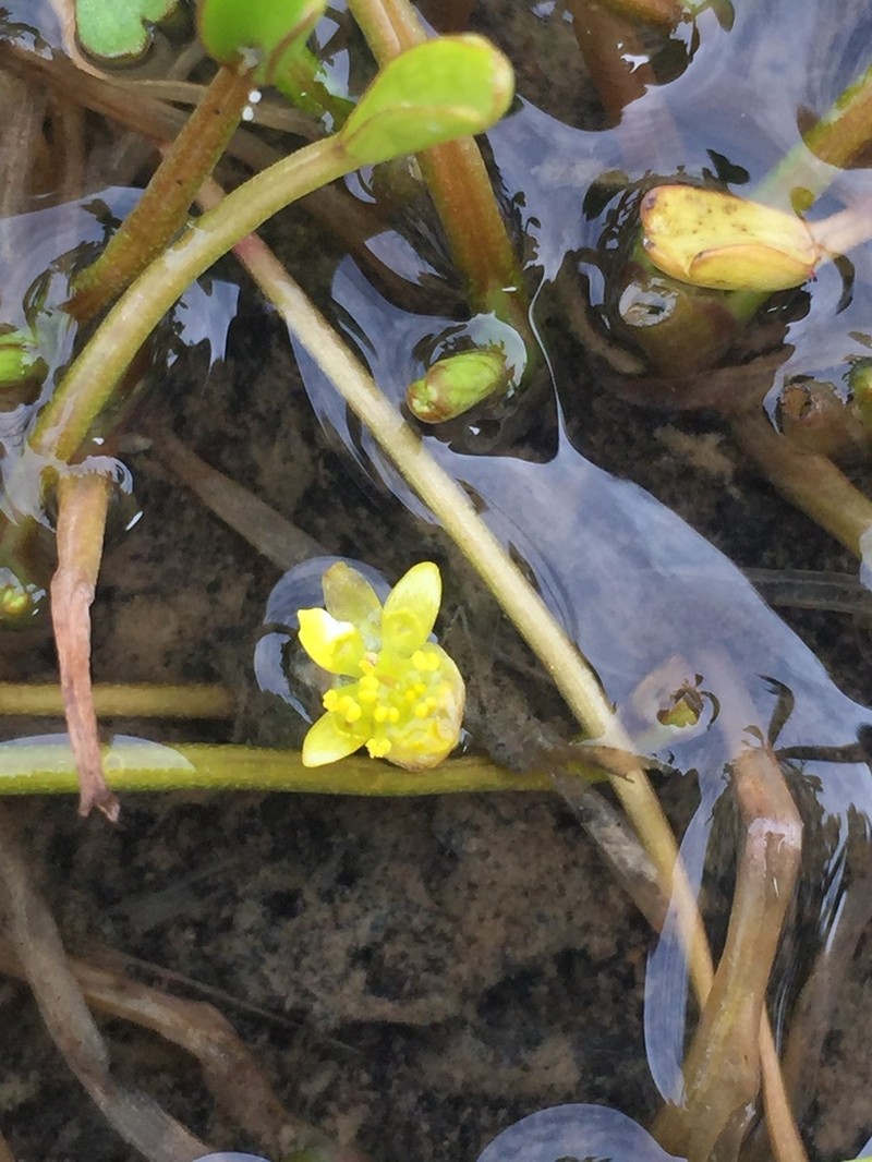 Ranunculus trullifolius photo 7