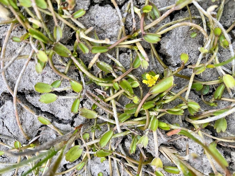 Ranunculus trullifolius photo 8