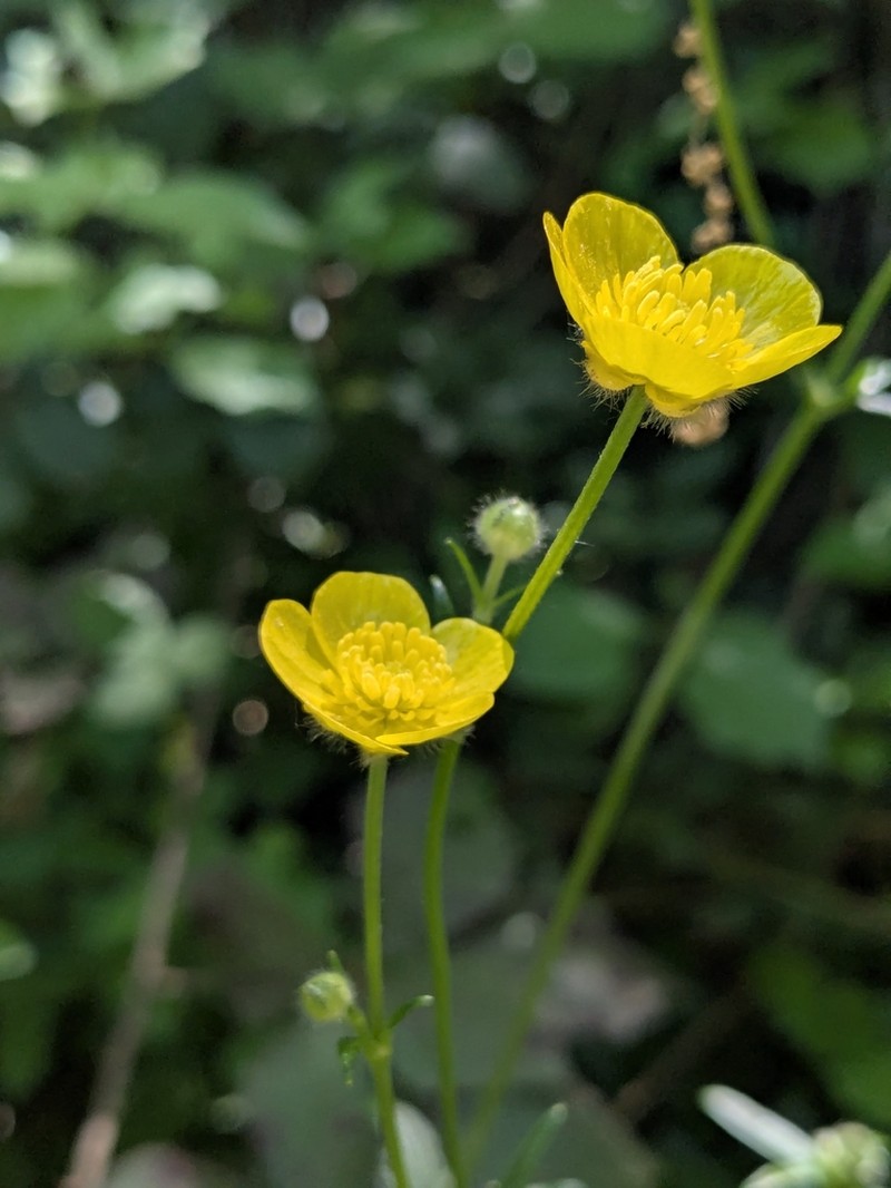 Ranunculus tuberosus