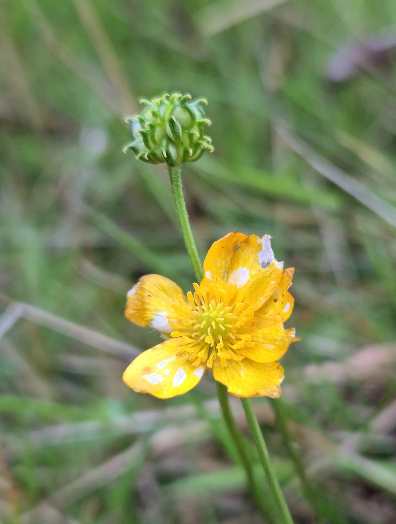 Ranunculus tuberosus photo 2
