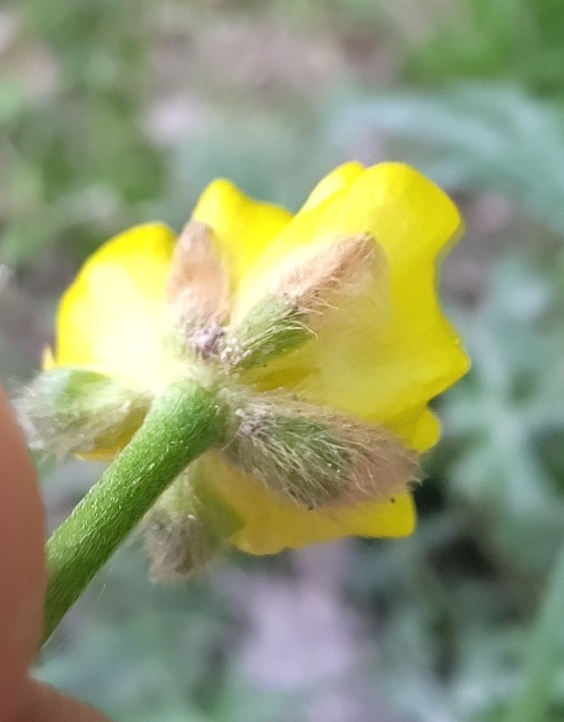 Ranunculus tuberosus photo 3
