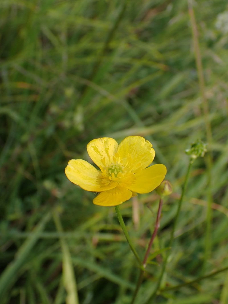 Ranunculus tuberosus photo 4