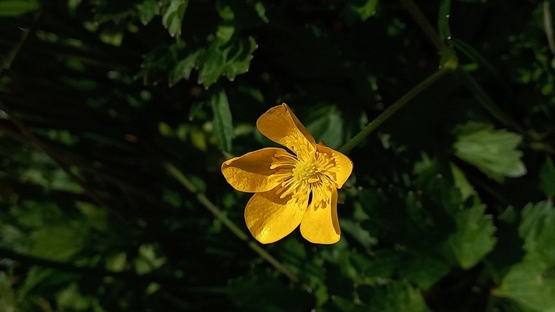 Ranunculus tuberosus photo 5